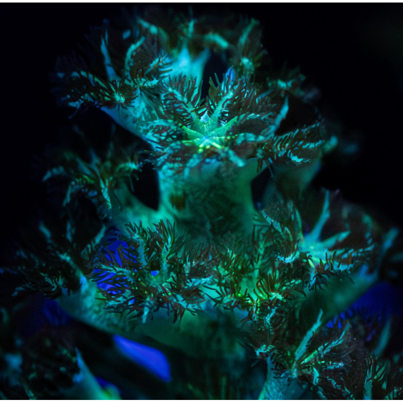 Capnella Green Kenia Tree