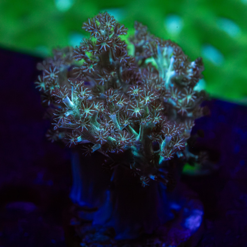 Capnella Green Kenia Tree