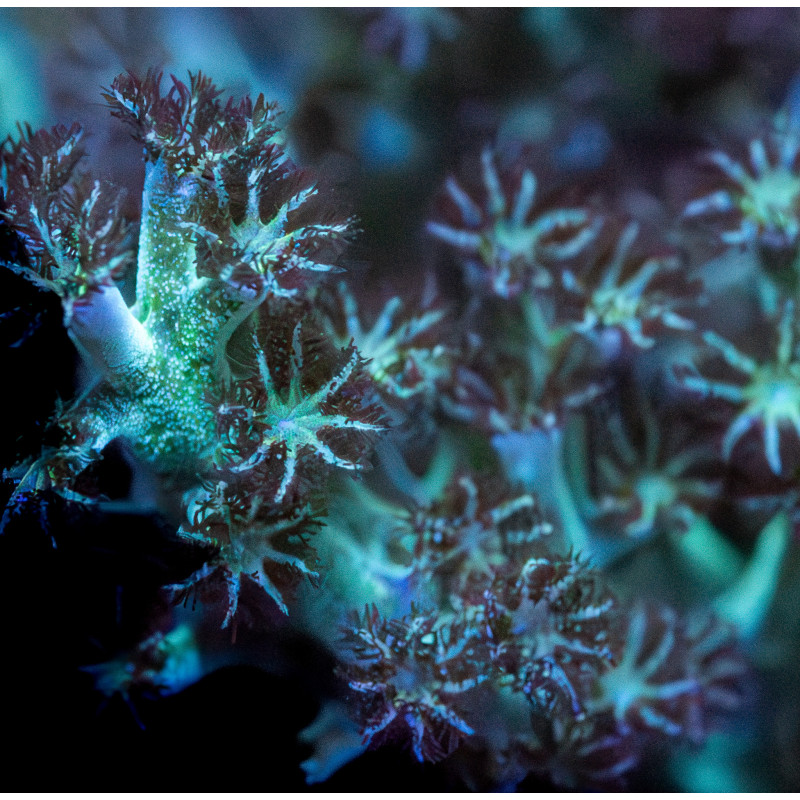 Capnella Green Kenia Tree