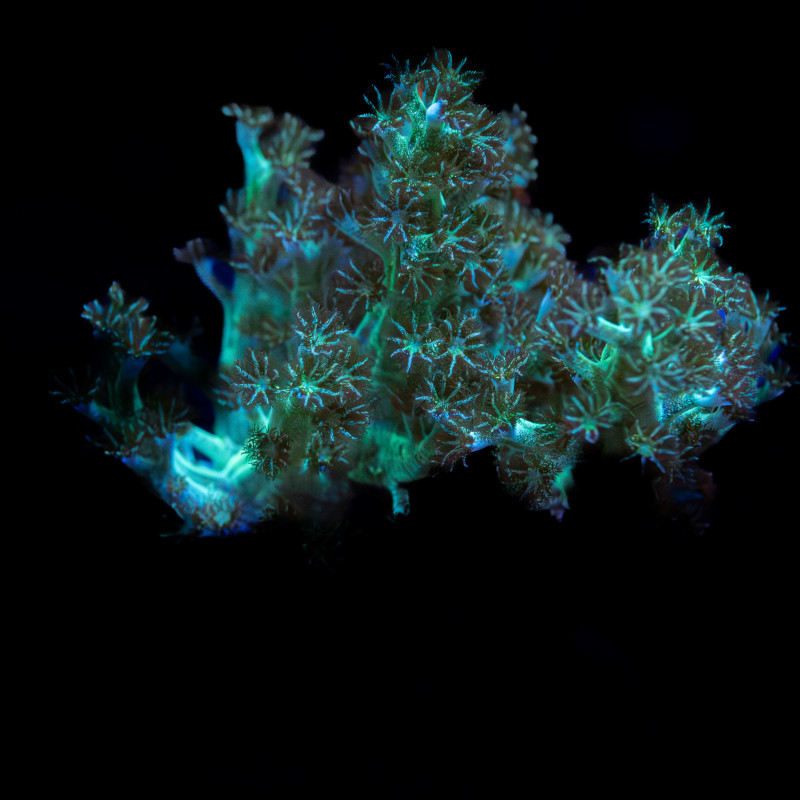 Capnella Green Kenia Tree