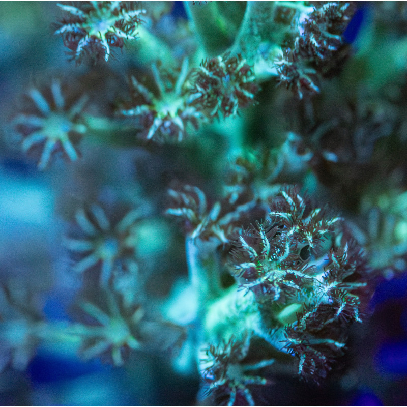 Capnella Green Kenia Tree