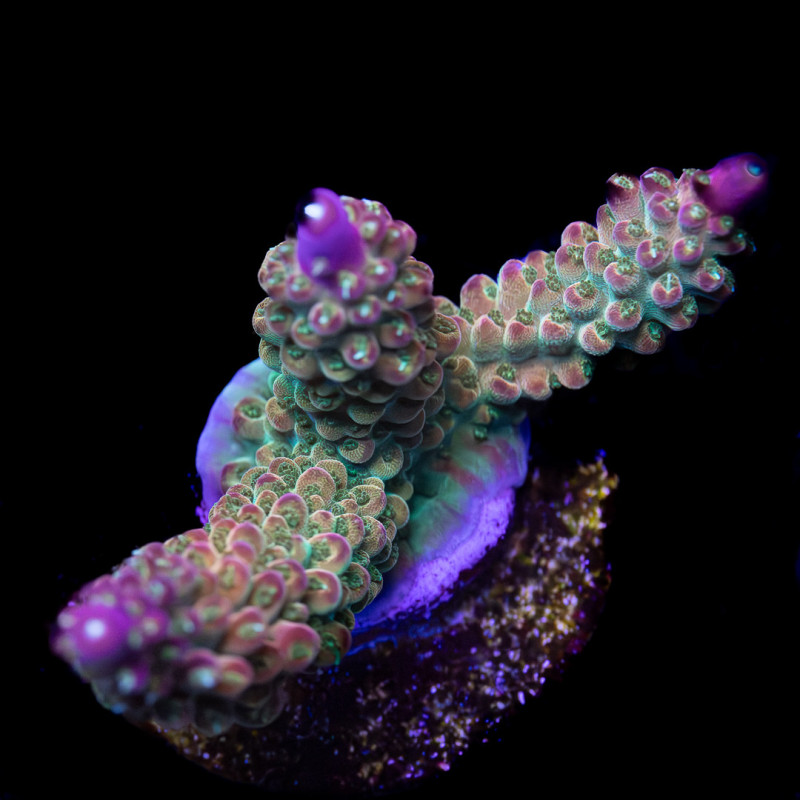 Acropora Divaricata