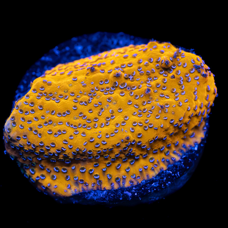 Montipora Tangerine Explosion WYSIWYG