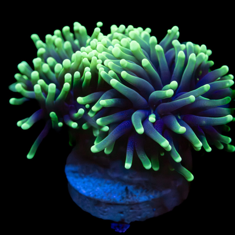 Toxic Green Torch - Euphyllia glabrescens