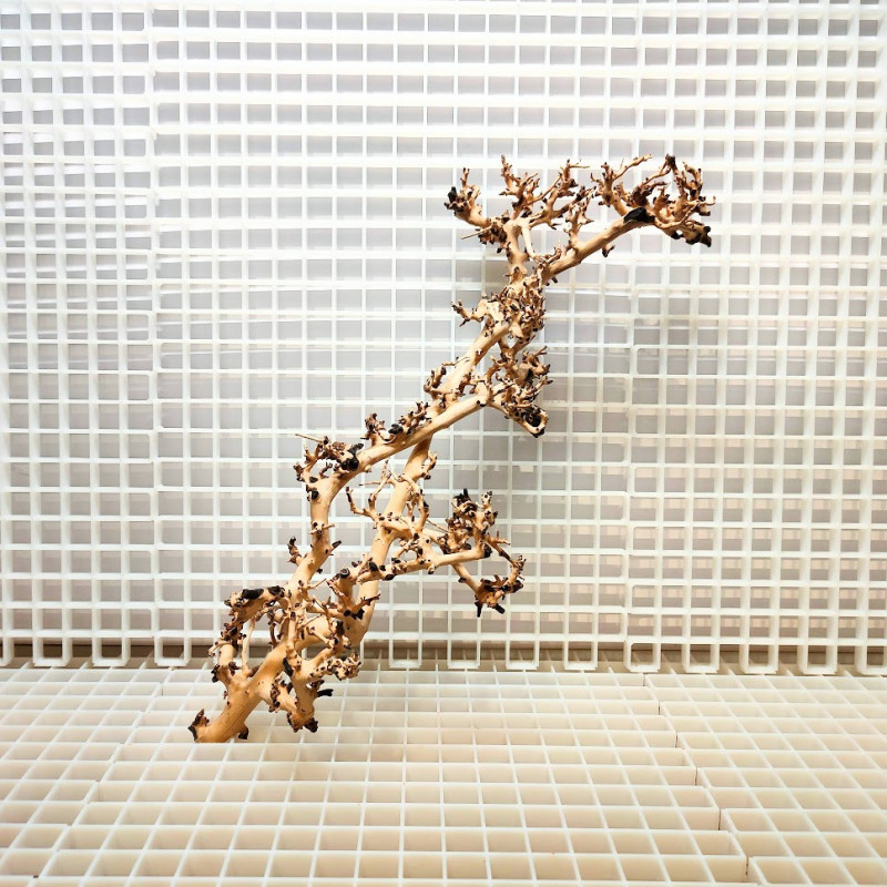 Scaping Twigs - Decoração Raíz de Madeira ST5