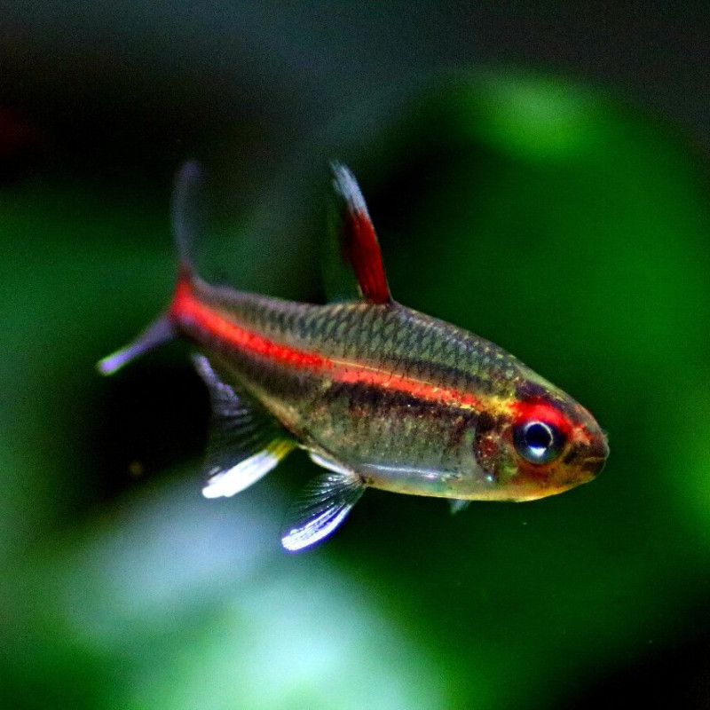 Hemigrammus erythrozonus - Glowlight Tetra