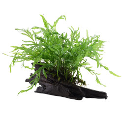 Bolbitis heudelotii on wood - Tropica Bolbitis heudelotii on wood - Tropica