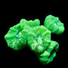 Caulastrea Green Ultra WYSYWIG