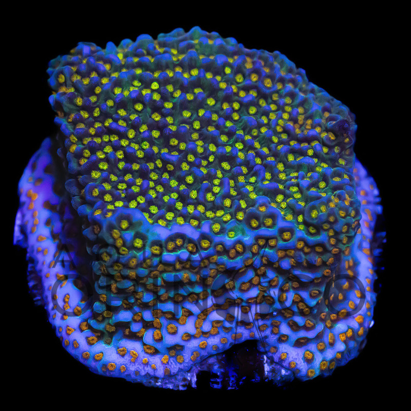 Montipora Rainbow WYSYWIG