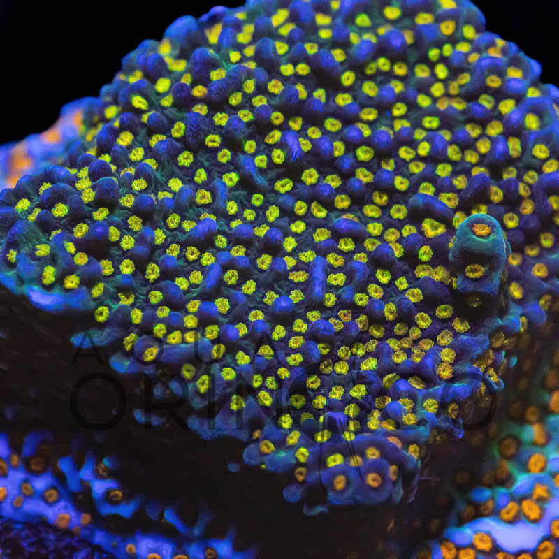 Montipora Rainbow WYSYWIG II