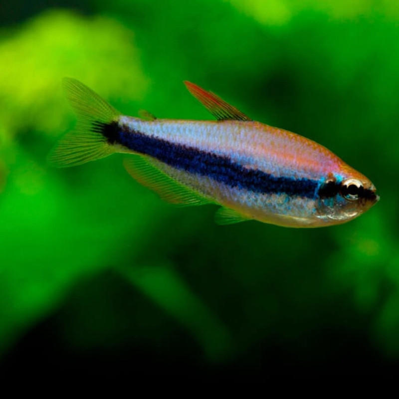 Tetra Imperador Azul - Inpaichthys kerri