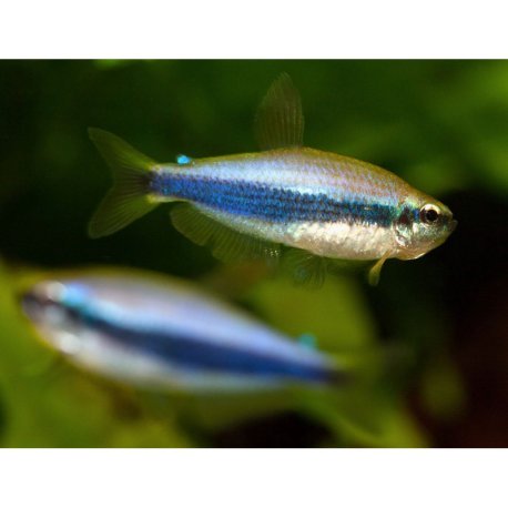 Tetra Imperador Azul - Inpaichthys kerri