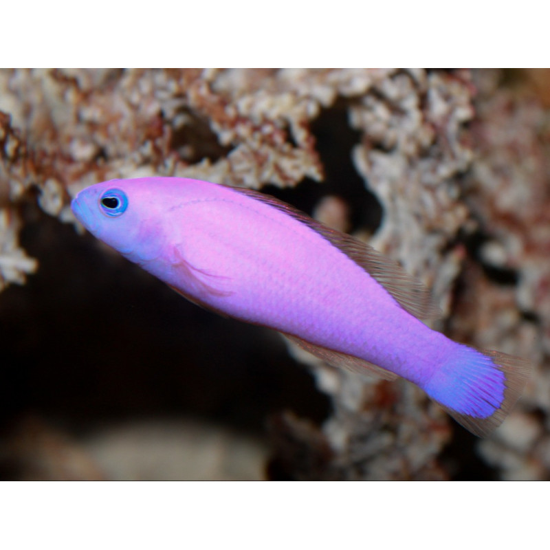 Pictichromis porphyrea - Strawberry Pygmy Basslet