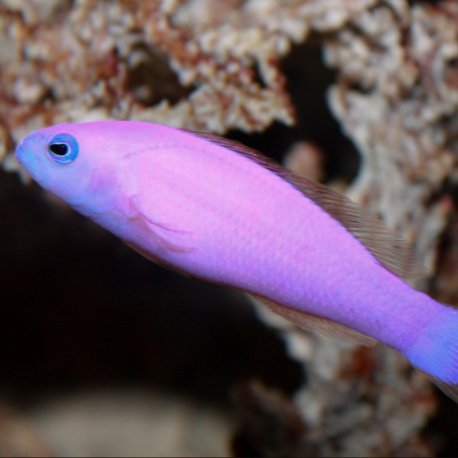 Pictichromis porphyrea - Strawberry Pygmy Basslet