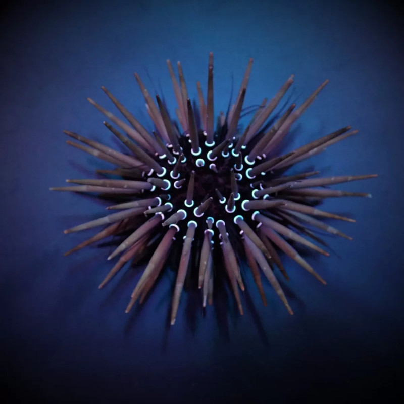 Parasalenia gratiosa - White Spot Urchin