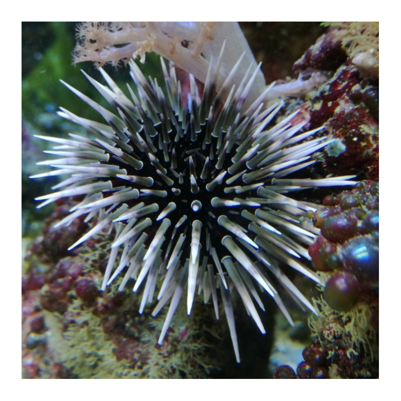 Parasalenia gratiosa - White Spot Urchin