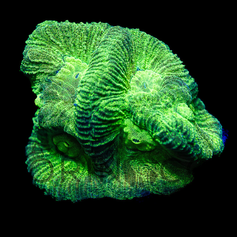 Goniastrea II