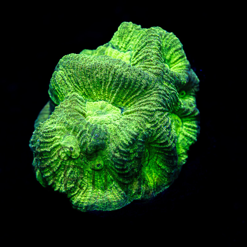 Goniastrea II