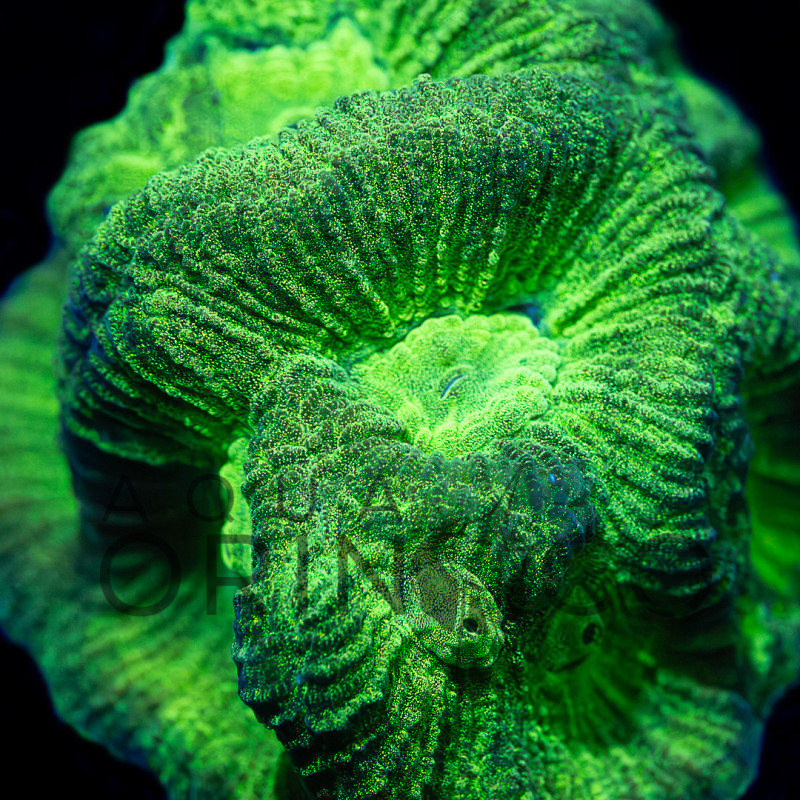 Goniastrea II