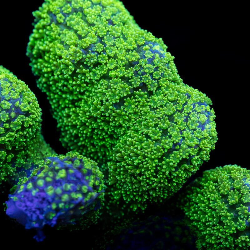Stylophora Green Ultra WYSYWIG II