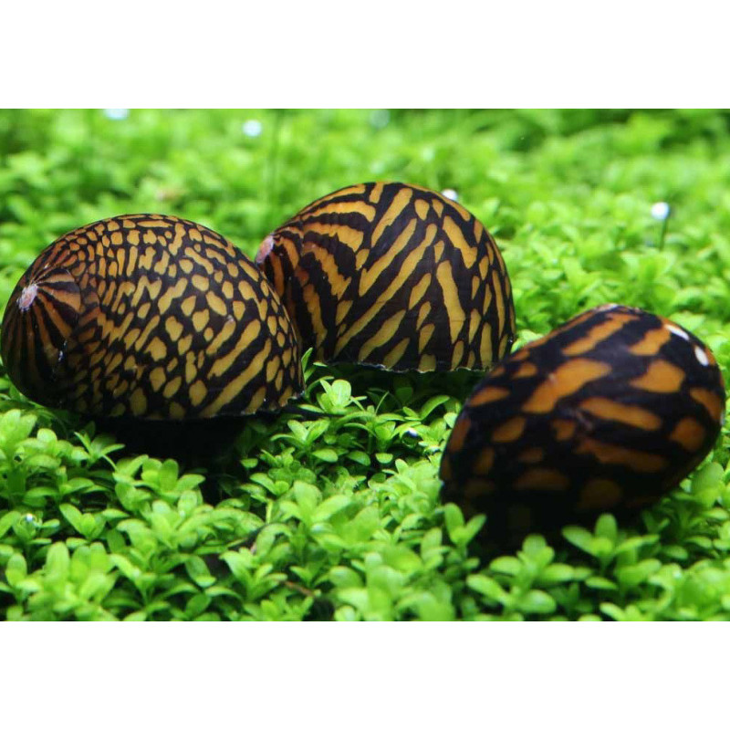 Neritina Tigre - Neritina sp.