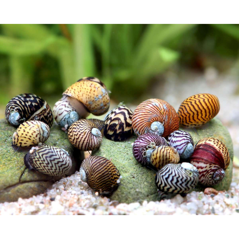 Neritina Tiger - Neritina sp. Neritina Tiger - Neritina sp.