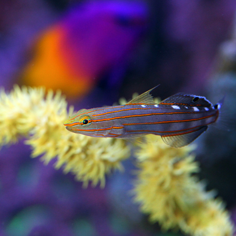 Koumansetta rainfordi - Old Glory Goby