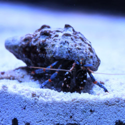 Caranguejo Anão Patas Azuis - Clibanarius tricolor Caranguejo Anão Patas Azuis - Clibanarius tricolor