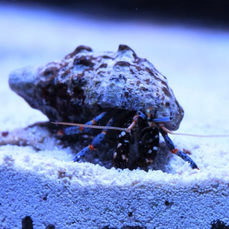 Caranguejo eremita Yellowtip - Calcinus / Clibanarius sp.