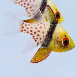 Pajama Cardinalfish - s. nematoptera Pajama Cardinalfish - s. nematoptera