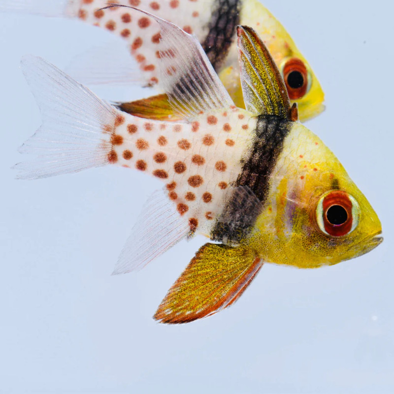 Pajama Cardinalfish - s. nematoptera