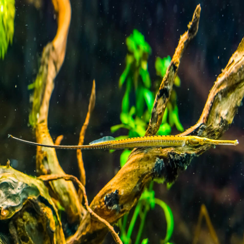 Peixe-agulha de Martens - Doryichthys martensii