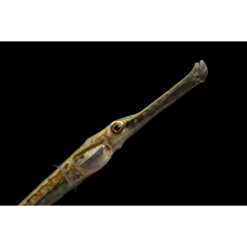 Peixe-agulha de Martens - Doryichthys martensii