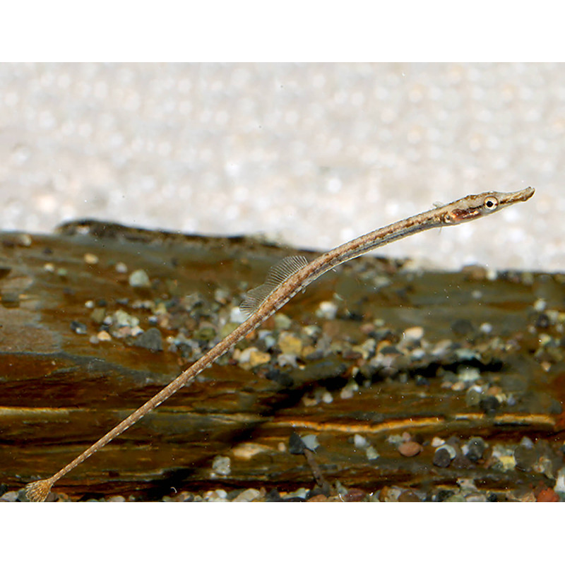 Martens' Needlefish - Doryichthys martensii