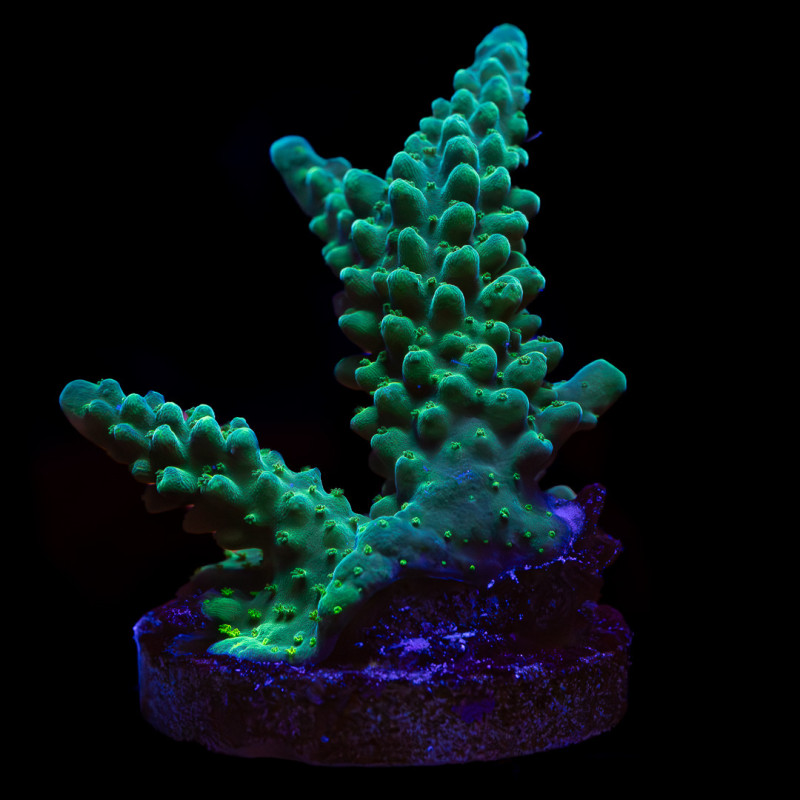 Acropora austera WYSYWIG