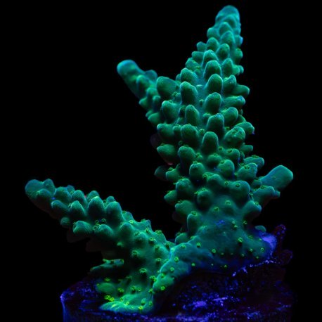 Acropora austera WYSYWIG