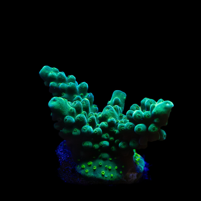 Acropora austera WYSYWIG II