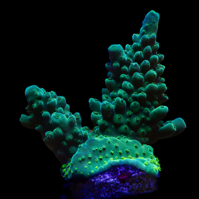 Acropora austera WYSYWIG III