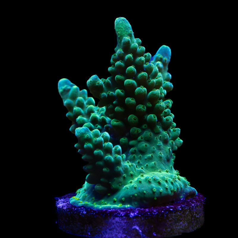 Acropora austera WYSYWIG IV