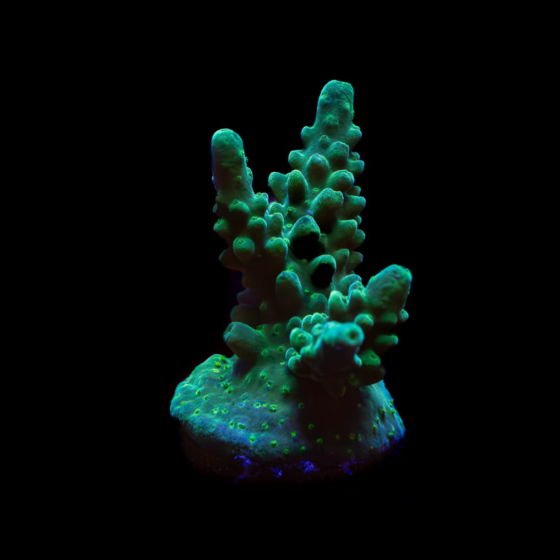 Acropora austera WYSYWIG V