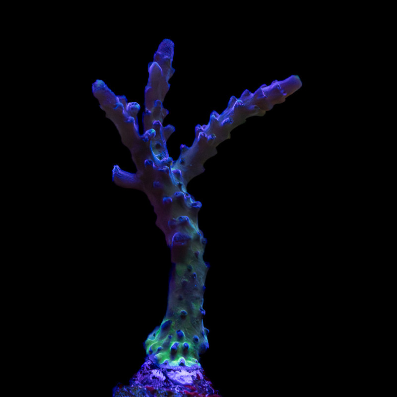 Acropora tortuosa Miyagi Tort WYSYWIG