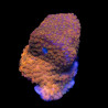 Montipora Orange  WYSYWIG