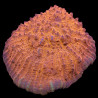 Oxypora sp Red Chalice WYSIWYG