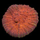 Oxypora sp Red Chalice WYSIWYG II