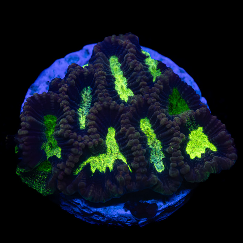 Platygyra sp. Toxic Green Maze Coral Frag WYSYWIG
