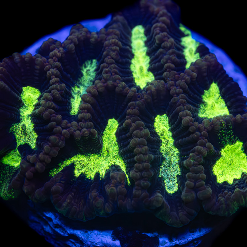 Platygyra sp. Toxic Green Maze Coral Frag WYSYWIG