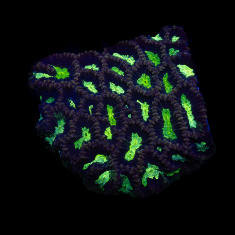 Platygyra sp. Toxic Green Maze Coral Mini Colony WYSYWIG