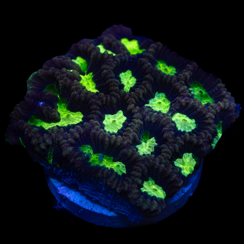 Platygyra sp. Toxic Green Maze Coral Mini Colony WYSYWIG II