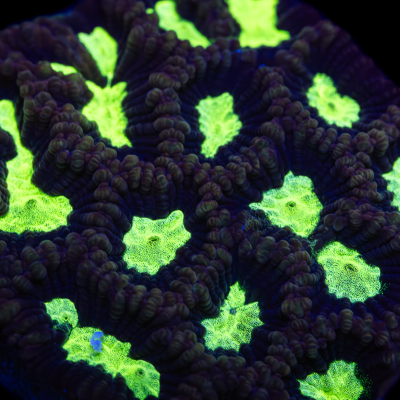 Platygyra sp. Toxic Green Maze Coral Mini Colony WYSYWIG II