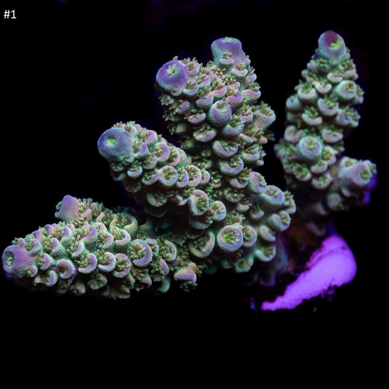 Acropora tenuis